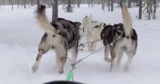 Hundeschlittenfahrt Durch Die Verschneiten Wälder Nordfinnlands Ich Perspektive Zeitlupe Aus — Stockvideo