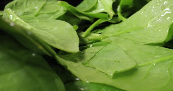 Fresh Green Spinach Leaves Plate Macro Closeup Camera Movement Probe — Stock Video