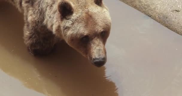 Euroasijský Medvěd Hnědý Detailní Velká Hlava Tlapy — Stock video
