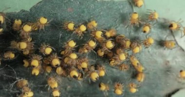 Yavru örümcekler kümesi, Avrupa Bahçesi Örümcek Araneus Diadematus, koloniyi dürttükten sonra koşuşturuyor.