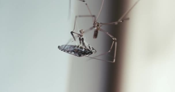 クモは獲物を糸で包む 食物のためのクモの巣に捕らえられた糸虫 — ストック動画