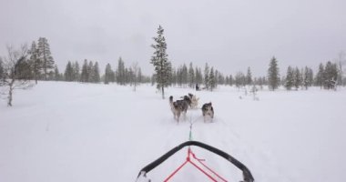Kuzey Finlandiya 'nın karlı çam ormanlarında köpek kızağı gezintisi. Birinci şahıs POV manzaralı, 60 fps' den yavaş çekim.