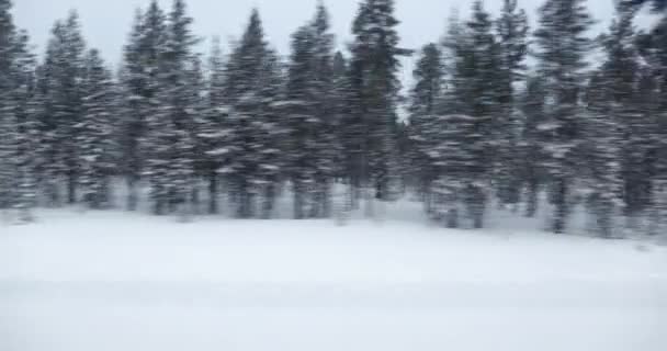 Karlı Çam Ormanı Manzarası Kuzey Yolculukta Geçiyor Soğuk Kutup Bölgelerinden — Stok video