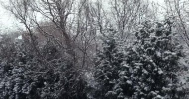 Bahçeye düşen kar, arka planda ağaçlar, kış orman parkı.