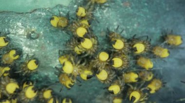 Yavru örümcekler kümesi, Avrupa Bahçesi Örümcek Araneus Diadematus, Çapraz örümcek yavruları, 4k 60 fps