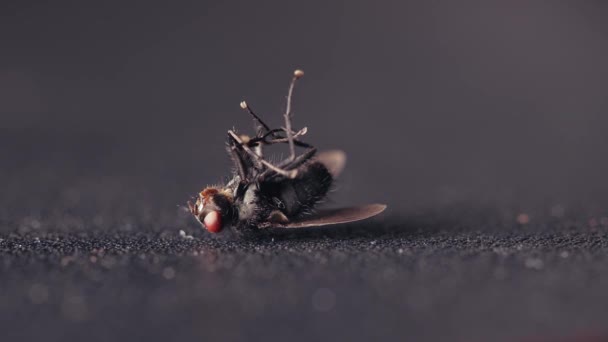 Terbang Jatuh Dan Sekarat Setelah Insektisida Berjuang Dengan Tetes Terakhir — Stok Video