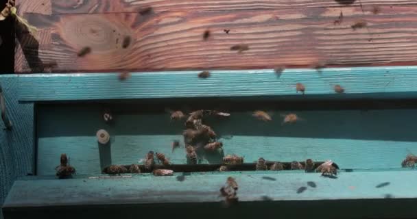 Bee Hive Apiary Swarm Honey Bees Flying Sunlight — 비디오