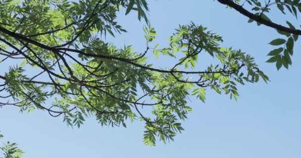 Зеленые Листья Деревьев Ветру Светлое Небо Свежая Весенняя Зелень — стоковое видео