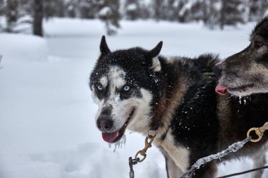 Köpek kışın karda yürümekten zevk alıyor.