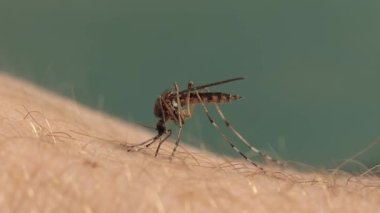 Mosquito bite on human skin macro