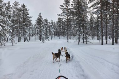 Dog sled ride through snowy taiga of Northern Finland, first person POV view