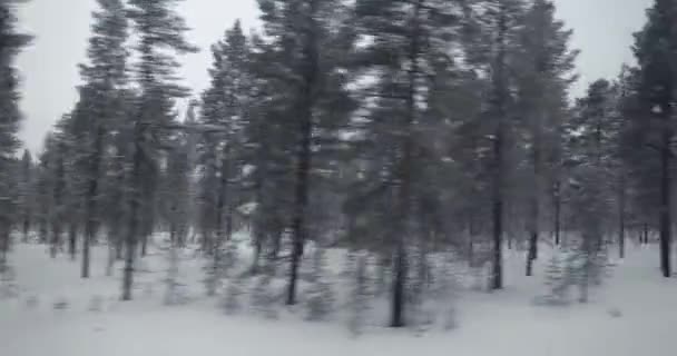 Paysage Forestier Nordique Enneigé Passant Voyage Dans Nord Conduite Par — Video