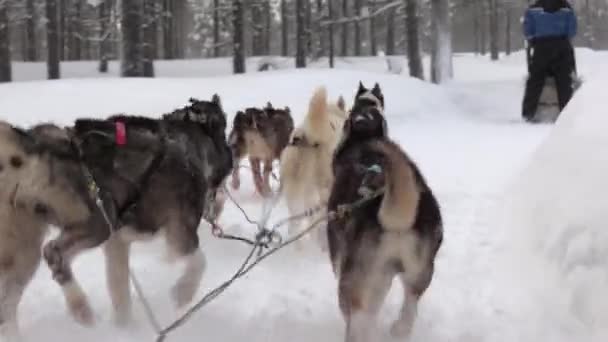 Giro Slitta Cani Attraverso Foreste Innevate Della Finlandia Settentrionale Vista — Video Stock