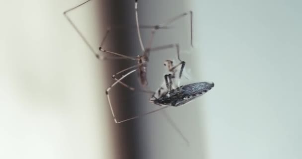 Spider Closeup Wrapping Its Prey Thread Stingbug Caught Spider Web — Stockvideo