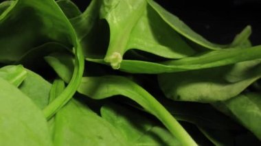 Taze yeşil ıspanak yaprakları bir tabak makro yakın çekim kamera hareketi ve prob lensi içeri itiyor.