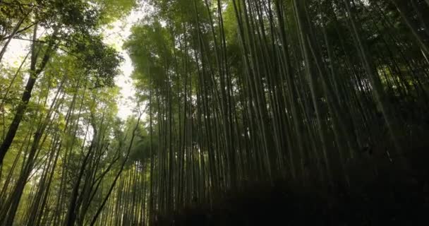 Bambuskog Kyoto Japan Solljus Filtrering Genom — Stockvideo
