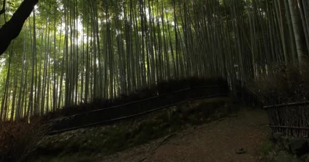 Bambu Dunge Skog Kyoto Japan Sol Fackla Ljus Genom Växter — Stockvideo