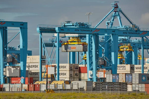 荷兰鹿特丹 约2019年 在鹿特丹货运港装有起重机的集装箱码头 Apm码头 — 图库照片
