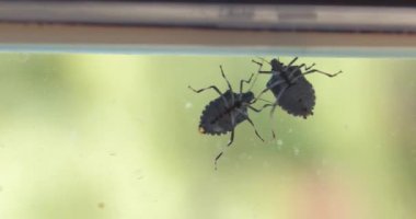 Pencere camındaki pis kokulu böcekler sonbaharda etrafta cirit atıyor.