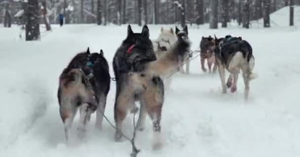 Giro Slitta Cani Nelle Foreste Invernali Innevate Della Finlandia Settentrionale — Video Stock