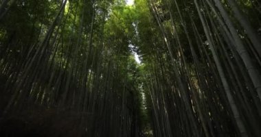 Japonya, Kyoto 'daki bambu ormanı, en tepeye doğru uzanan derin yeşil bir ara sokak.