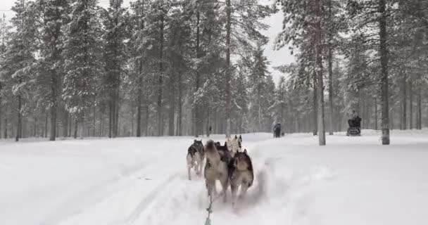 Saariselka Finnland 2022 Hundeschlittenfahrt Durch Verschneite Winterliche Kiefernwälder Nordfinnlands Ich — Stockvideo
