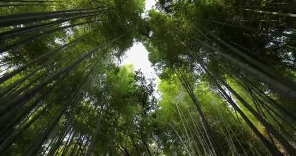 Bosque Bambú Kyoto Japón Mirando Hacia Arriba — Vídeo de stock