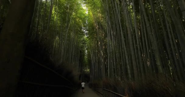 Foresta Bambù Kyoto Giappone Profondo Vicolo Verde — Video Stock