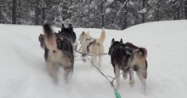 Köpek kızağı, Laponya 'nın karlı kış ormanlarında kayıyor.
