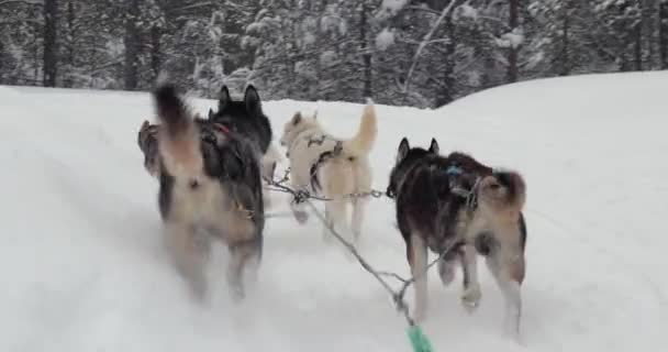 ラップランドの雪の冬の松林を通って犬ぞりに乗る — ストック動画