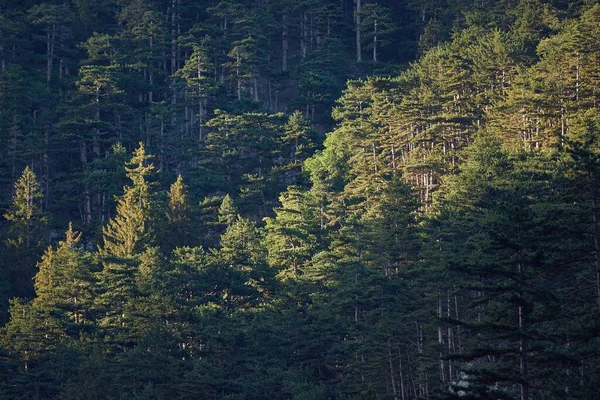 Yüksek Çam Ağaçları Olan Dağ Manzarası — Stok fotoğraf