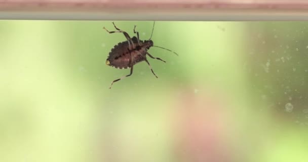 Stink Bug Een Ruit Glas Oppervlak Kruipen Rond Herfst — Stockvideo