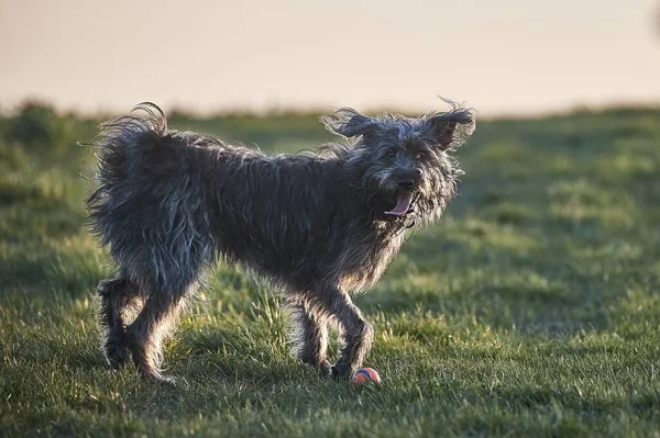 Cão Pequeno Que Joga Com Bola Prado Pôr Sol — Fotografia de Stock