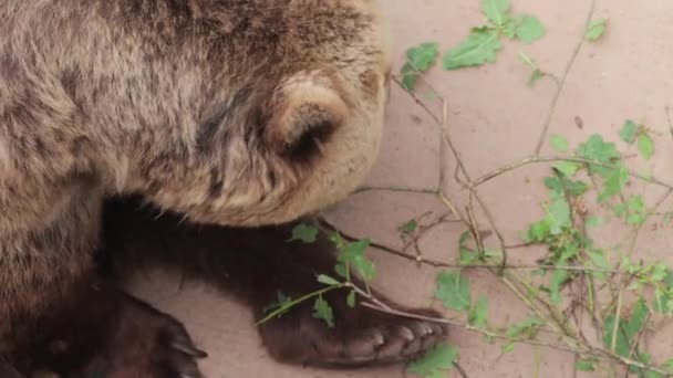 Barna Medve Sétál Állatkertben Nagy Fej Mancsok — Stock videók