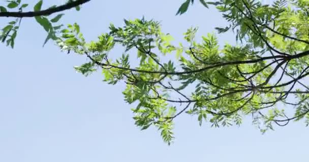 Grüne Baumblätter Wind Blauer Himmel Äste Die Sich Mit Dem — Stockvideo