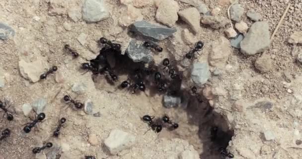 Ameisen Krabbeln Beim Nestbau Boden — Stockvideo