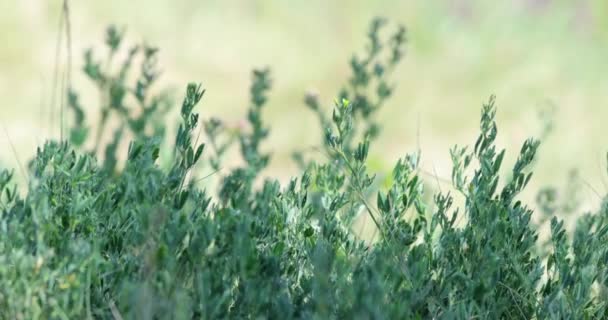Meadow Med Grønne Planter Gress Ville Blomster Sollys Vind Langsom – stockvideo