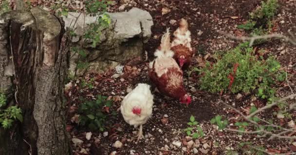 裏庭に鶏の散歩 — ストック動画