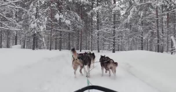 フィンランド北部の雪の冬の森 雪の松の木を通って犬ぞりに乗る — ストック動画