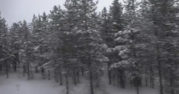 Paisaje Nevado Del Bosque Invernal Que Pasa Viaje Por Norte — Vídeos de Stock