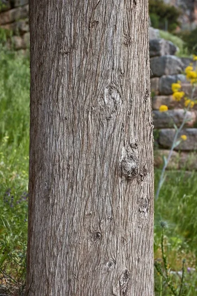 Tronco Árvore Grossa Perto Textura Robusta — Fotografia de Stock