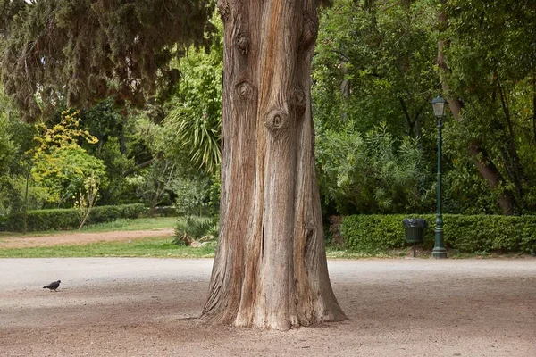 Tjock Trädstam Park Stort Träd Mitten — Stockfoto