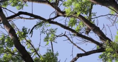 Rüzgarda yeşil ağaç yaprakları, bulanık gökyüzü, taze bahar yeşili