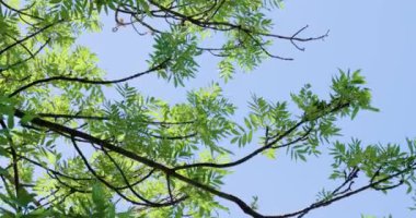 Yaz rüzgarında yeşil ağaç yaprakları, mavi gökyüzü, esintiyle hareket eden dallar.