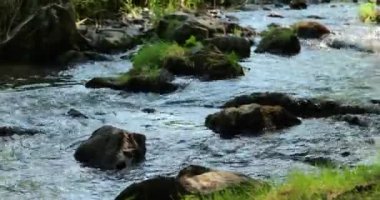 Hoş bir yaz günü, küçük bir dağ deresi doğada güneşli bir gün. 4k 60 fps görüntü.