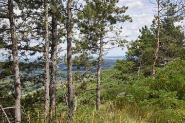 Çam ağaçlarıyla dolu bir tepede yaz yürüyüşü manzarası
