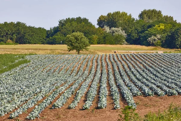 Agricultural Field Rows Cabbage Plants — Stock Photo, Image