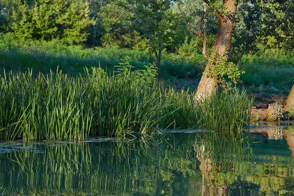 Spokój Powierzchni Jeziora Drzew Roślin — Zdjęcie stockowe