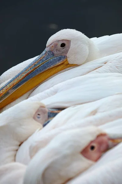 Pelicanen Ontspannen Een Groep — Stockfoto