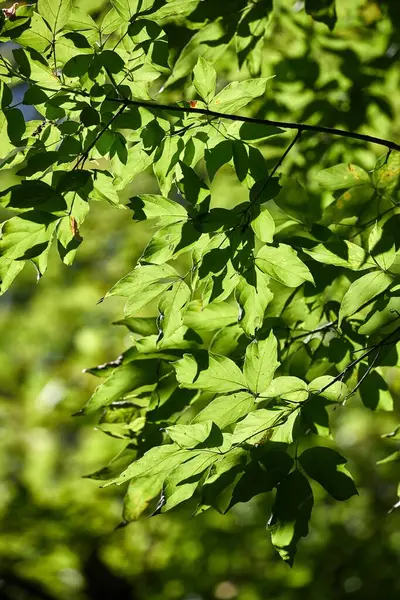 Gröna Löv Vårsolen Skogen — Stockfoto